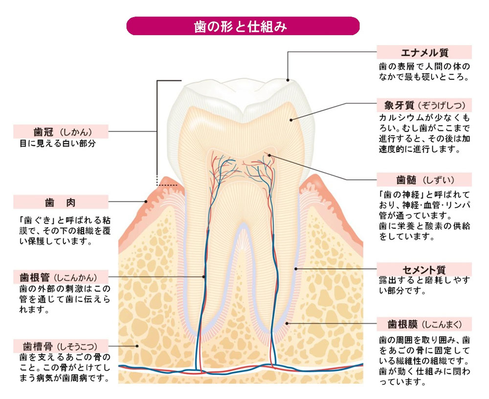 歯の構造