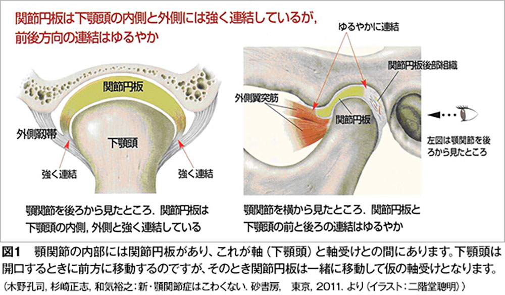 顎関節の解剖学