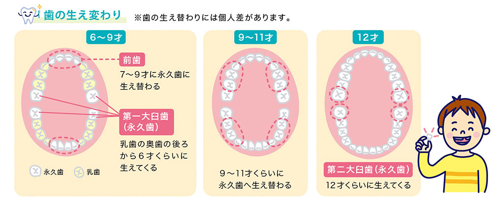 歯の生え変わりについて