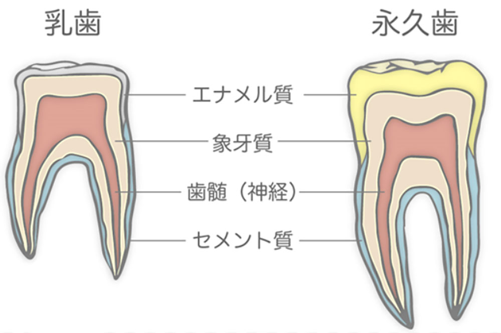 乳歯と永久歯の違い
