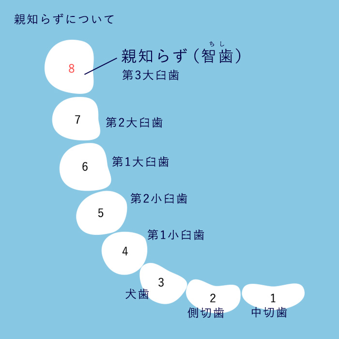 親知らずとは？